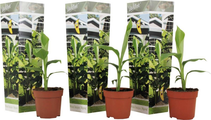 Plant In A Box Musa Basjoo Set van 3 Winterharde bananenplanten Tuinbanaan Pot 9cm Hoogte 25-40cm