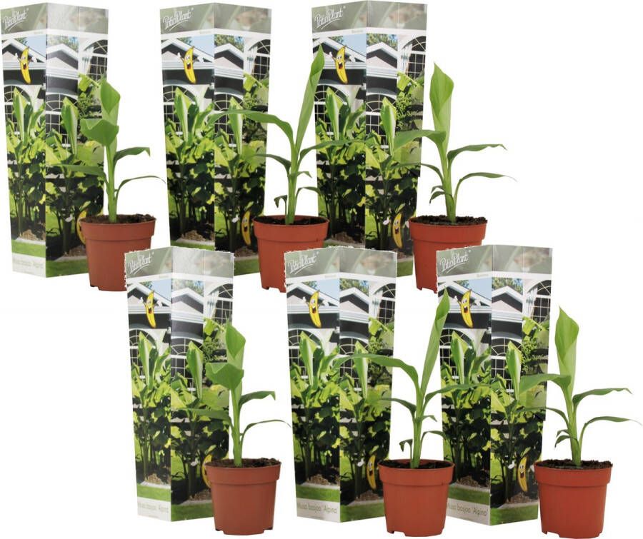 Plant In A Box Musa Basjoo Set van 6 Winterharde bananenplanten Tuinbanaan Pot 9cm Hoogte 25-40cm