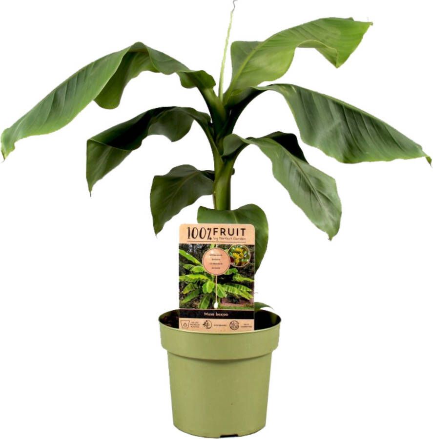 Plant In A Box Musa Basjoo Winterharde bananenplanten Tuinbanaan Pot 21cm Hoogte 55-70cm