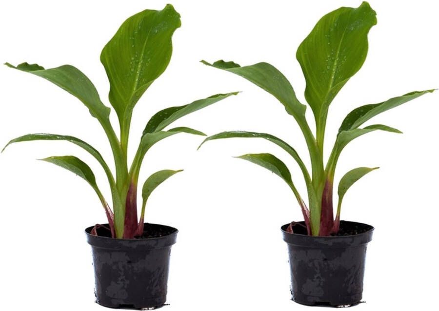 Plant In A Box Musella Lasiocarpa 'Gouden Lotus Banaan' Set van 2 bananenplanten Pot ⌀10 5 cm Hoogte ↕20 30cm