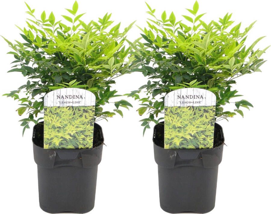 Plant In A Box Nandina domestica Lemon Lime Set van 2 Hemelse Bamboe Pot 17cm Hoogte 25-40cm