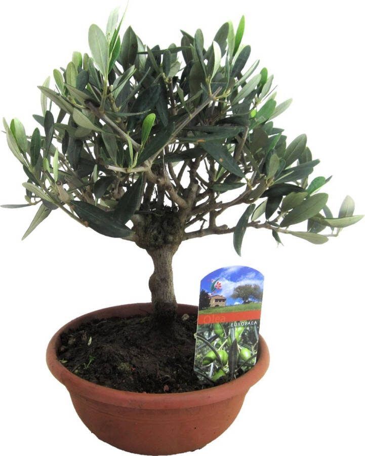 Plant in a Box Olea Europaea Bonsai Olijfboom In Schaal Pot 21cm Hoogte 30-40cm