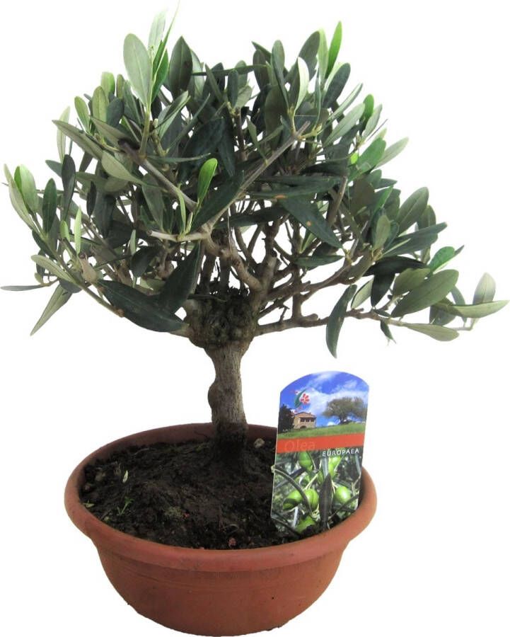 Plant In A Box Olea Europaea Bonsai olijfboom in schaal Pot ⌀21 cm Hoogte ↕ 25-40 cm