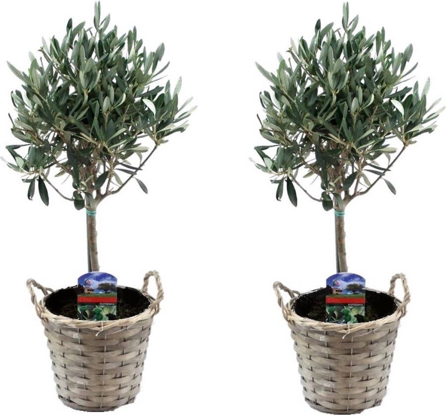 Plant In A Box Olea Europaea Set van 2 Olijfboom op stam in mand Pot 14cm Hoogte 50-60cm