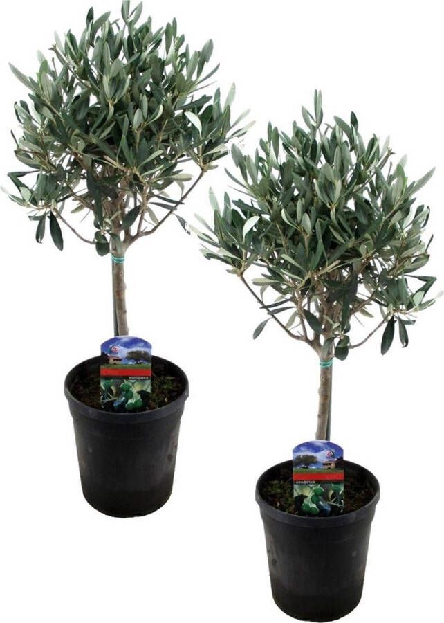 Plant In A Box Set van 2 olijfbomen Olea Europaea Pot ⌀14 cm Hoogte ↕40-50cm Olijfboompjes Olijf op stam Winterhard Tuinplant Balkonplant