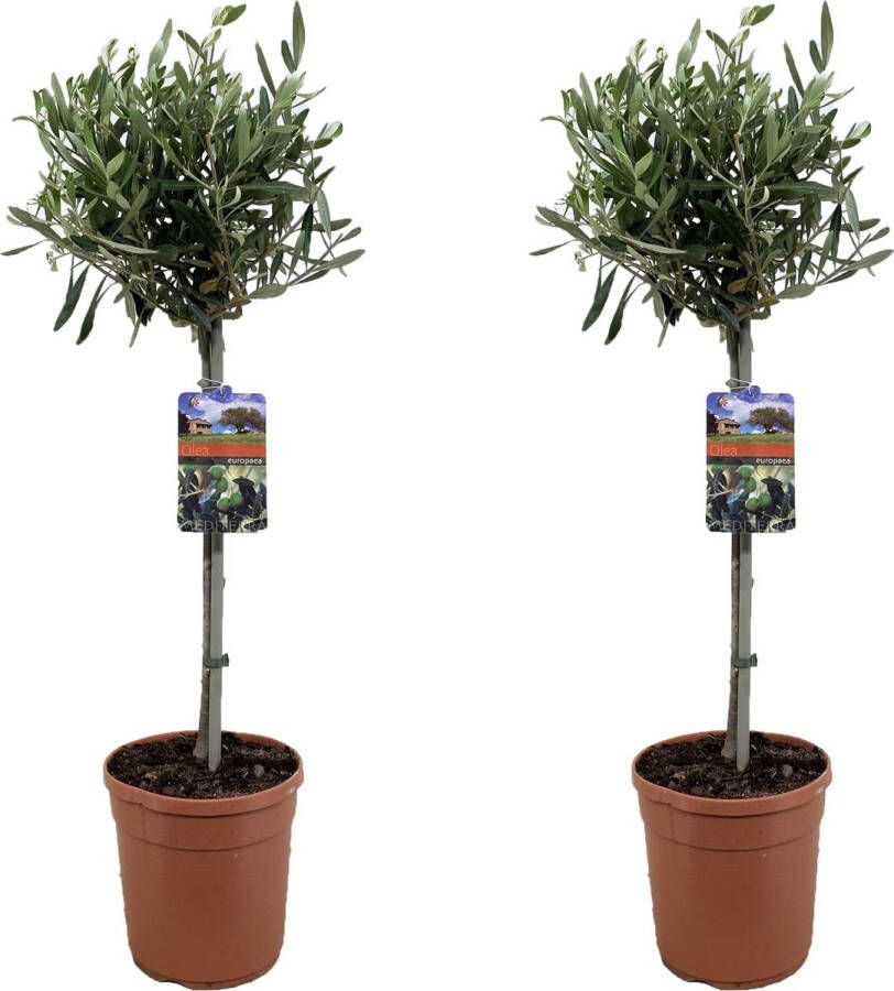 Plant In A Box Olea Europaea Set van 2 Winterharde olijfboom op stam Pot 19cm Hoogte 80-90cm