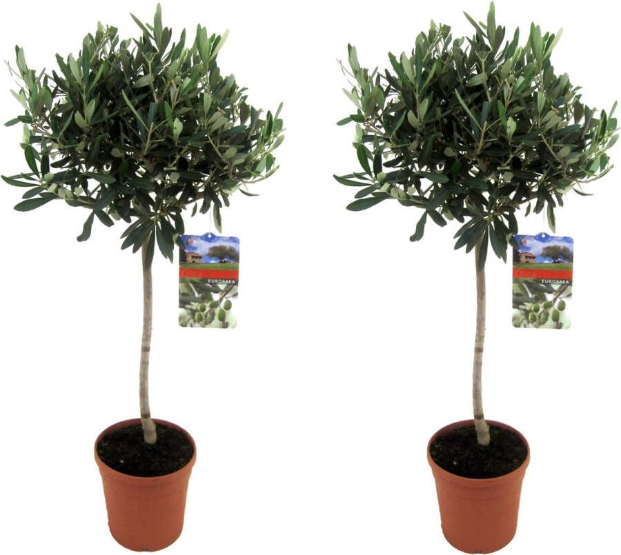 Plant In A Box Olea Europaea Set van 2 Winterharde olijfboom op stam Pot 21cm Hoogte 90-100cm