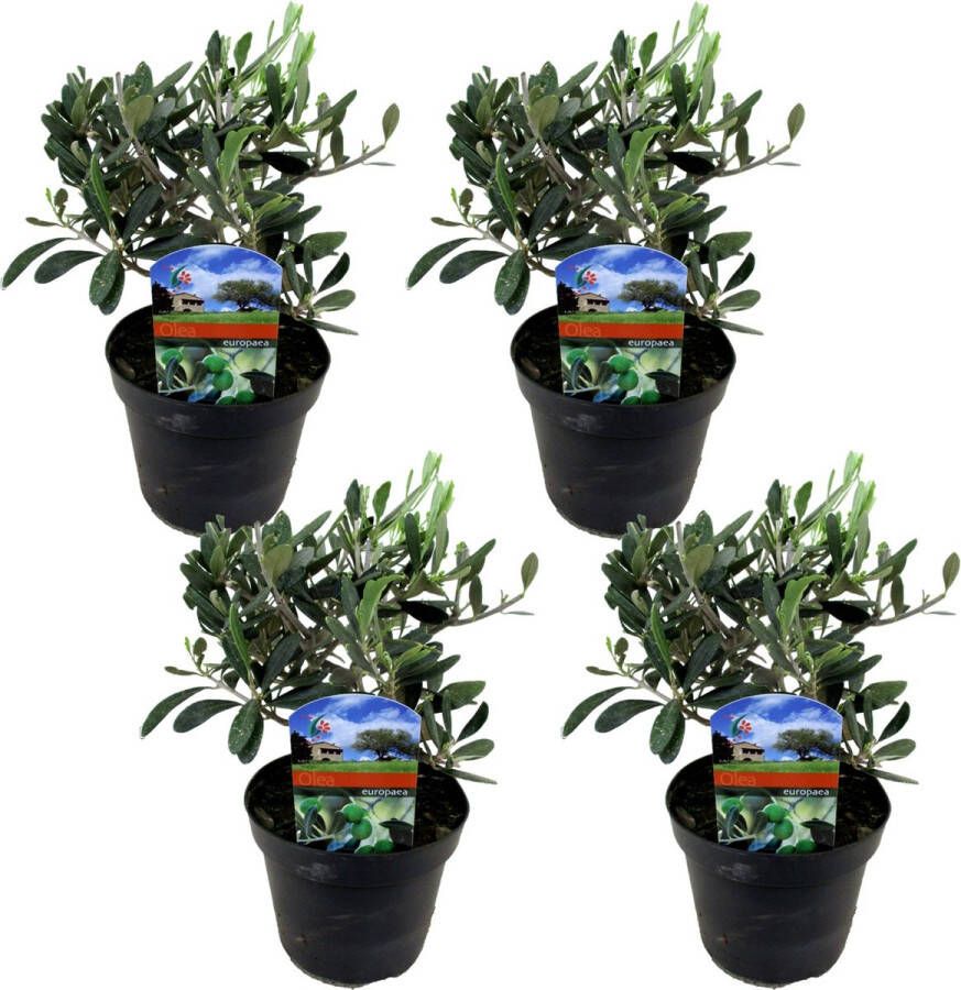 Plant In A Box Olea Europaea Set van 4 Winterharde olijfstruiken Pot 14cm Hoogte 25-40cm