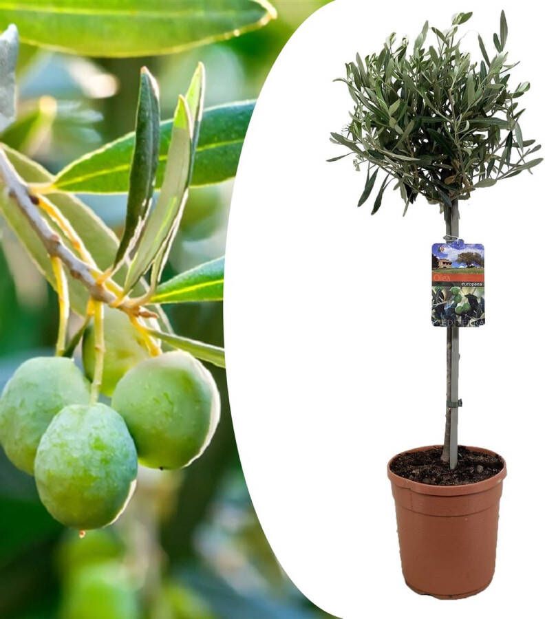 Plant In A Box Olea Europaea Olijfboom op stam Ideaal voor in de tuin! Winterhard Pot 19cm Hoogte 80-90cm