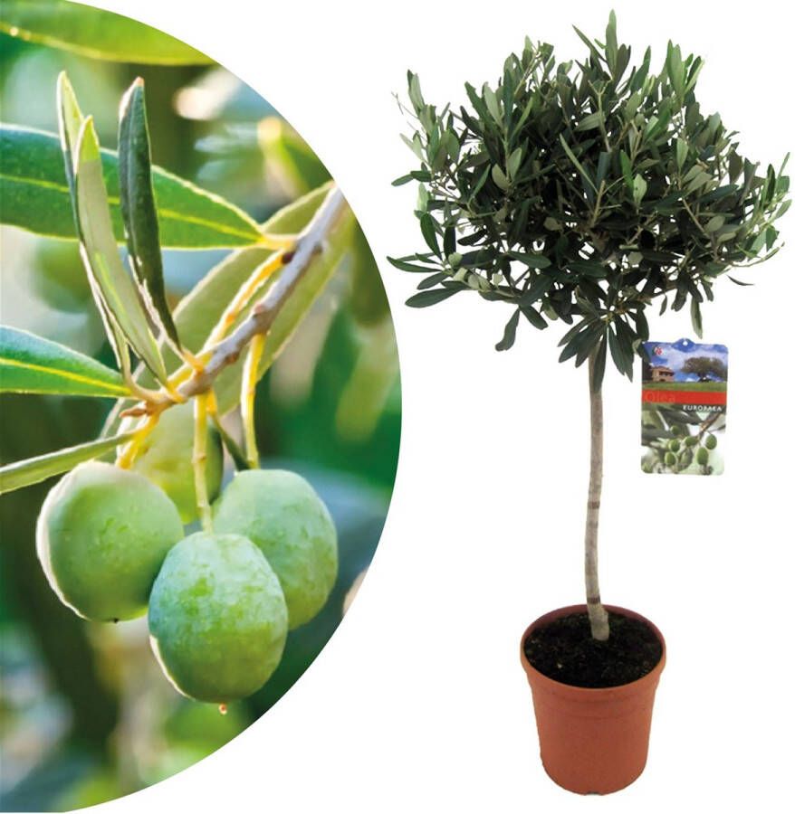 Plant In A Box Olea Europaea Winterharde olijfboom op stam Pot 21cm Hoogte 90-100cm