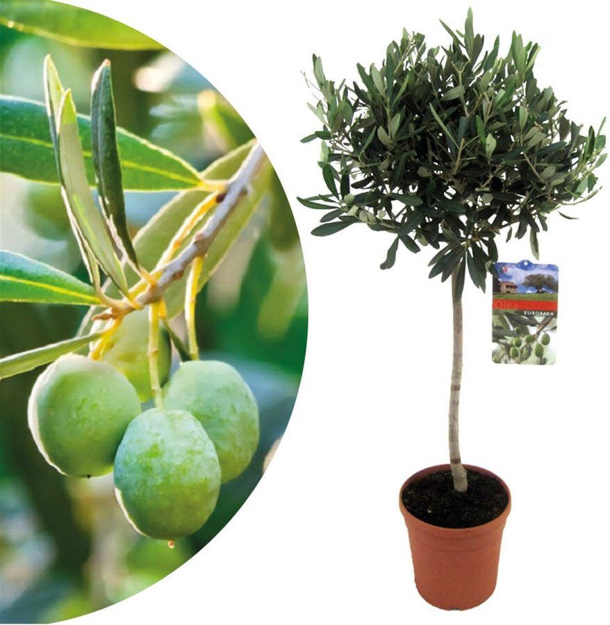 Plant In A Box Olea Europaea Winterharde olijfboom op stam Pot 21cm Hoogte 90-100cm
