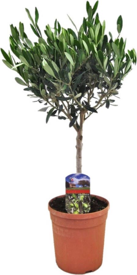 Plant in a Box Olea Europaea Winterharde Olijfboom Op Stam Pot 17cm Hoogte 60-70cm