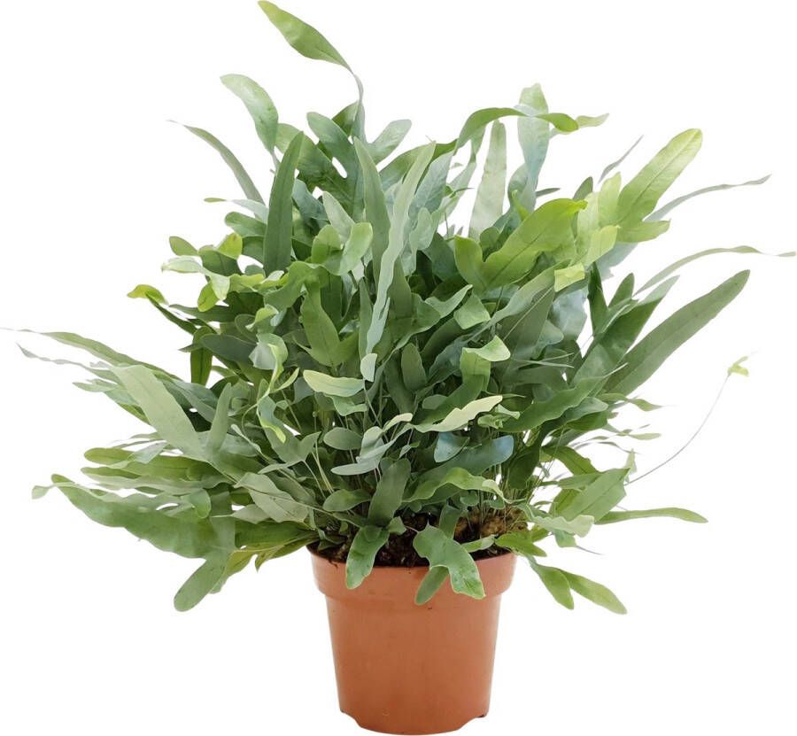 Plant In A Box Phlebodium Aureum 'Blue Star' Gemakkelijk te verzorgen Blauwvaren Pot 17cm Hoogte 40-50cm