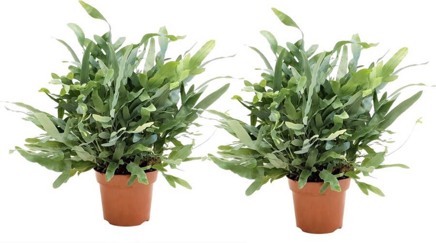 Plant In A Box Phlebodium Aureum 'Blue Star' Set van 2 Gemakkelijk te verzorgen Blauwvaren Pot 17cm Hoogte 40-50cm