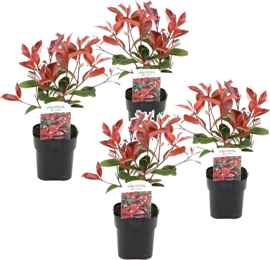 Plant In A Box Photinia fraseri Red Robin Set van 4 Helderrode bladeren Wintergroene heester Pot 17cm Hoogte 30-40cm
