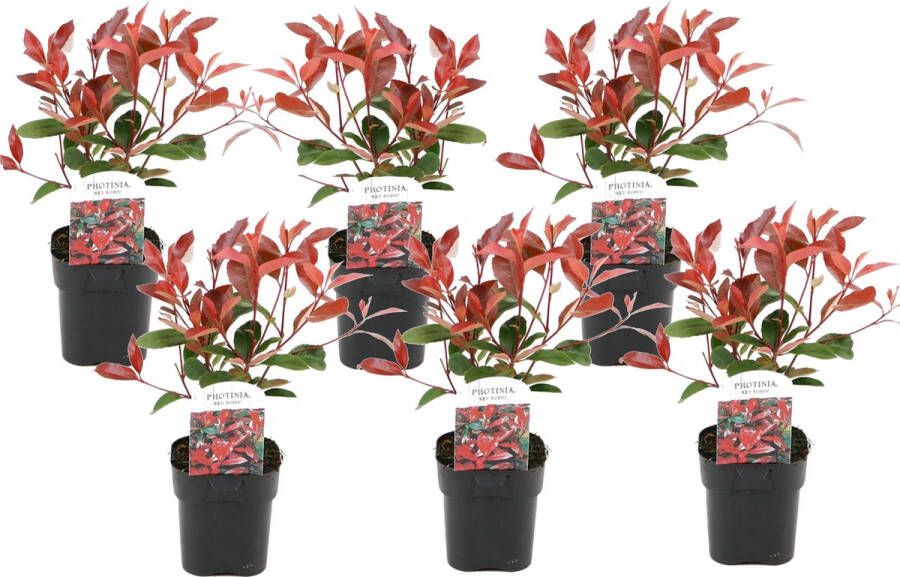 Plant In A Box Photinia fraseri Red Robin Set van 6 Helderrode bladeren Wintergroene heester Pot 17cm Hoogte 30-40cm