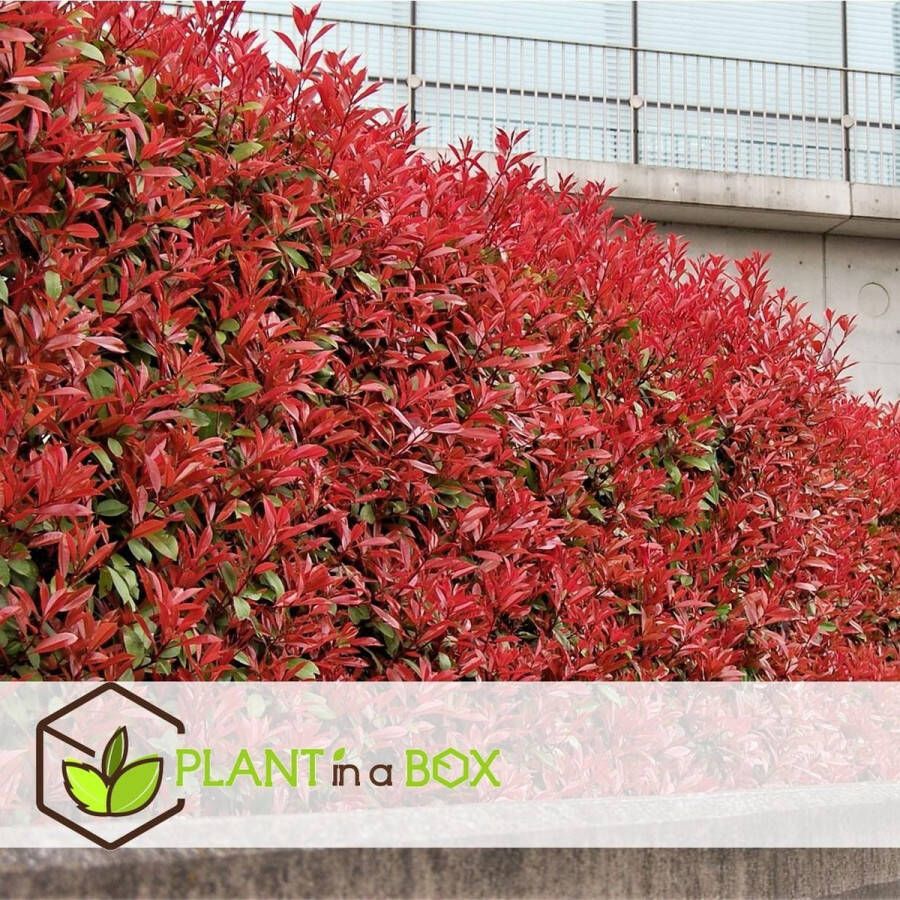 Plant In A Box Photinia fraseri Red Robin Set van 2 Helderrode bladeren Wintergroene heester Pot 17cm Hoogte 30-40cm