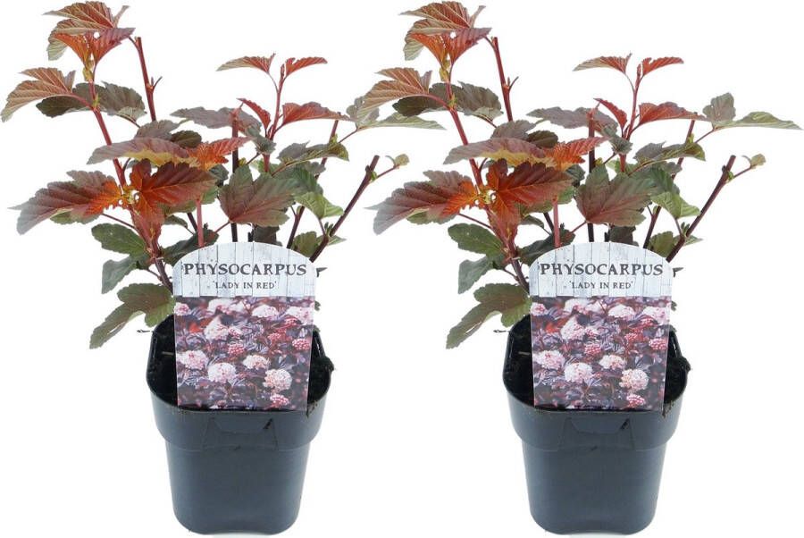 Plant In A Box Physocarpus 'Lady in Red' Set van 2 Blaasspirea Winterharde Tuinplant Pot 17cm Hoogte 25-40cm