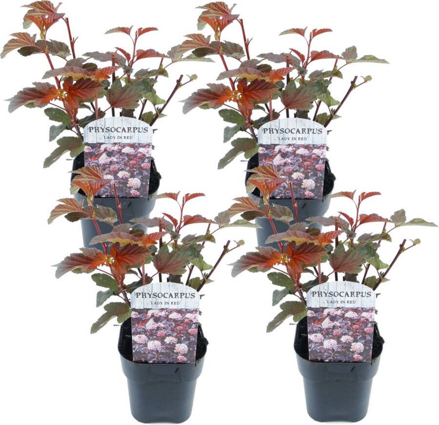 Plant In A Box Physocarpus 'Lady in Red' Set van 4 Zomergroen bloemcentrum struik pot 17cm Hoogte 30-40cm