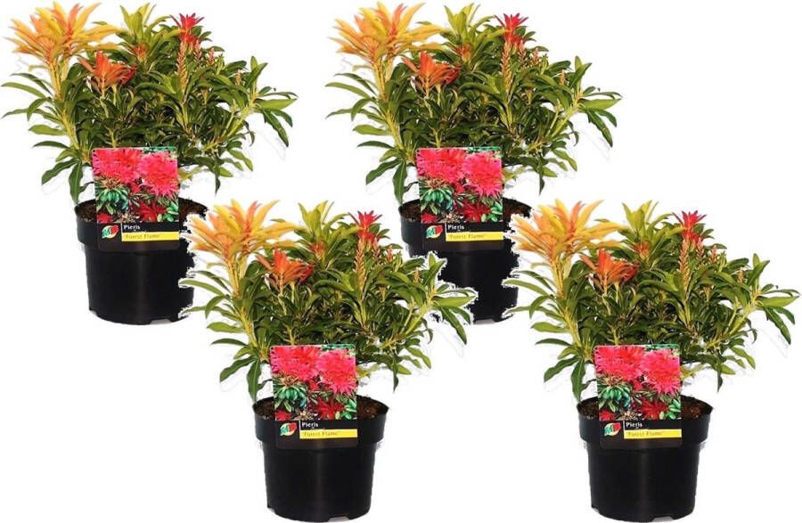 Plant In A Box Pieris 'Forest Flame' Set van 4 Opvallende heester met vuurrode bladeren Rotsheide Pot 17cm Hoogte 25-40cm