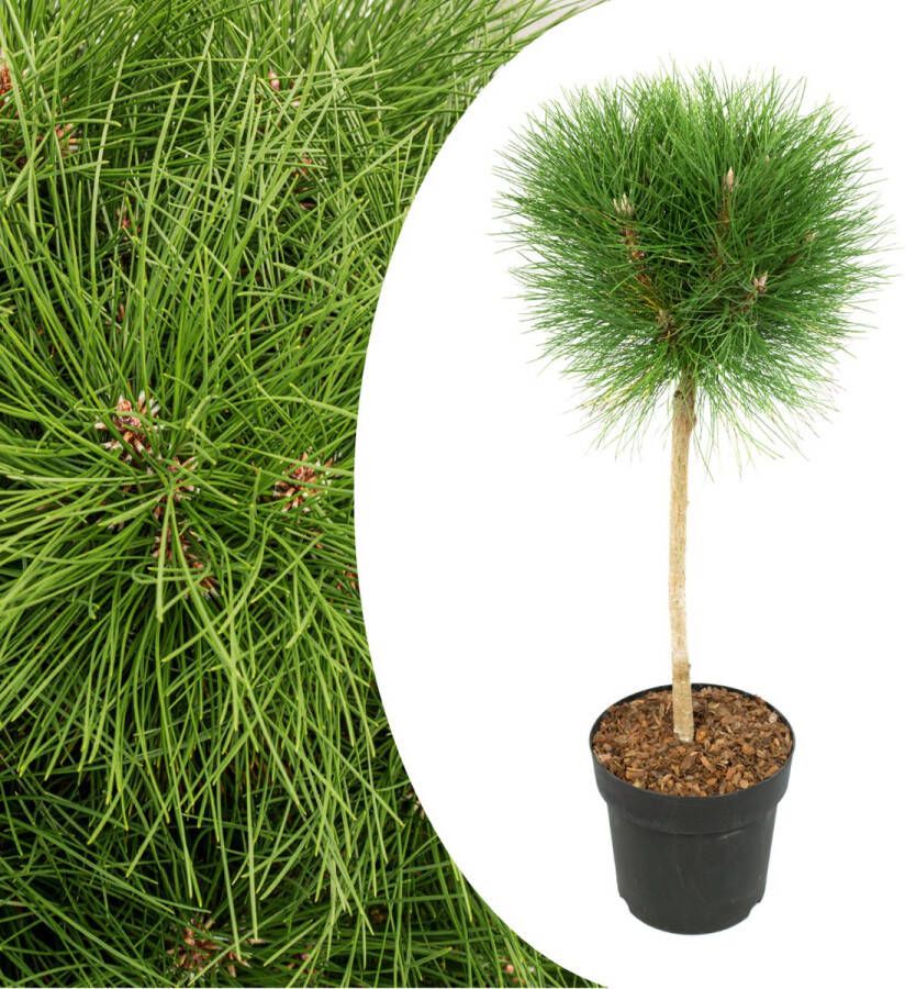 Plant In A Box Pinus Summer Breeze Dwergden Bolvormig Groene naalden Pot 24cm Hoogte 70-80cm