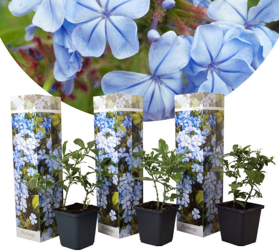 Plant In A Box Plumbago auriculata Set van 3 Mannentrouw Lang bloeiende klimplant Pot 9cm Hoogte 25-40cm
