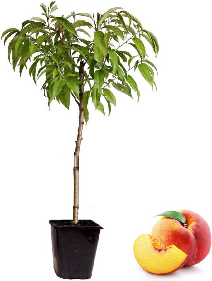 Plant In A Box Prunus Persica Bonanza Dwerg Perzikboom Prachtige roze bloesem Tuinplant Pot 14cm Hoogte 60-70cm