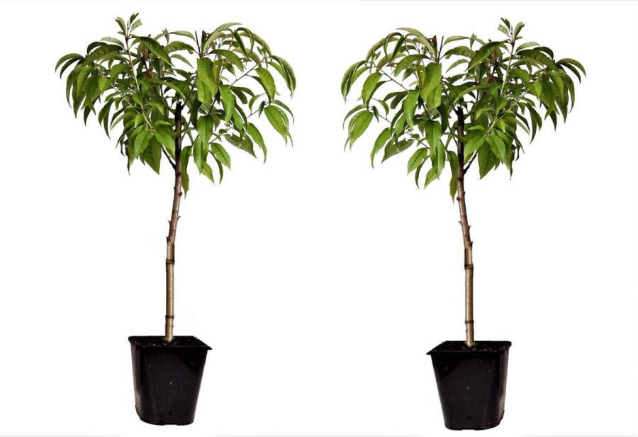 Plant In A Box Prunus Persica Bonanza Set van 2 Dwerg Perzikboom Prachtige roze bloesem Tuinplant Pot 15cm Hoogte 60-70cm