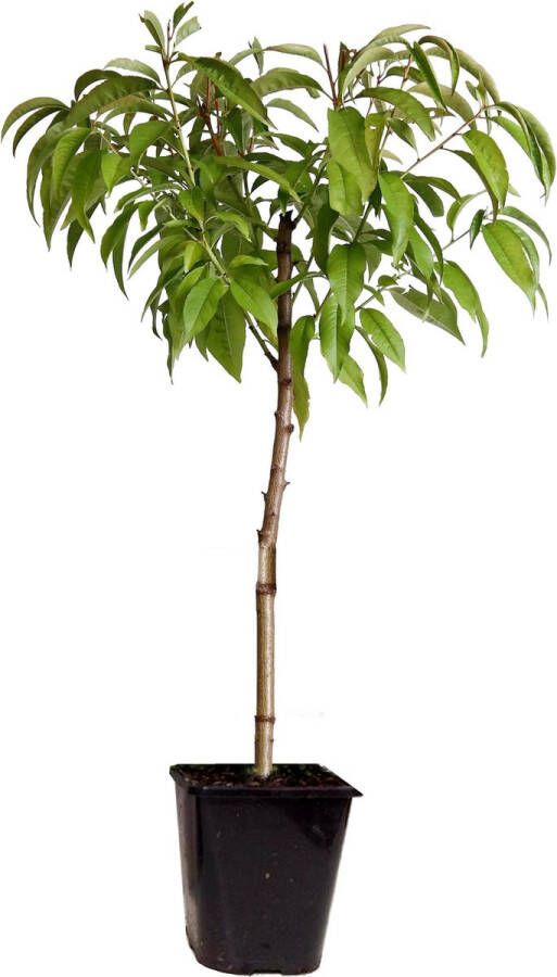 Plant In A Box Prunus Persica 'Saturnus' Perzikboom Fruitboom Winterharde boom Potplant Tuinplant Pot 15 cm Hoogte 60-70cm