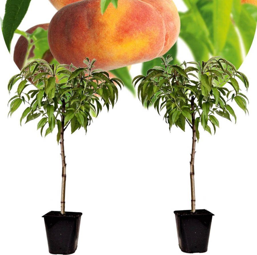 Plant In A Box Prunus Persica 'Saturne' Set van 2 Perzikboom Fruitboom Winterharde boom Potplant Tuinplant Pot 15 cm Hoogte 60-70cm