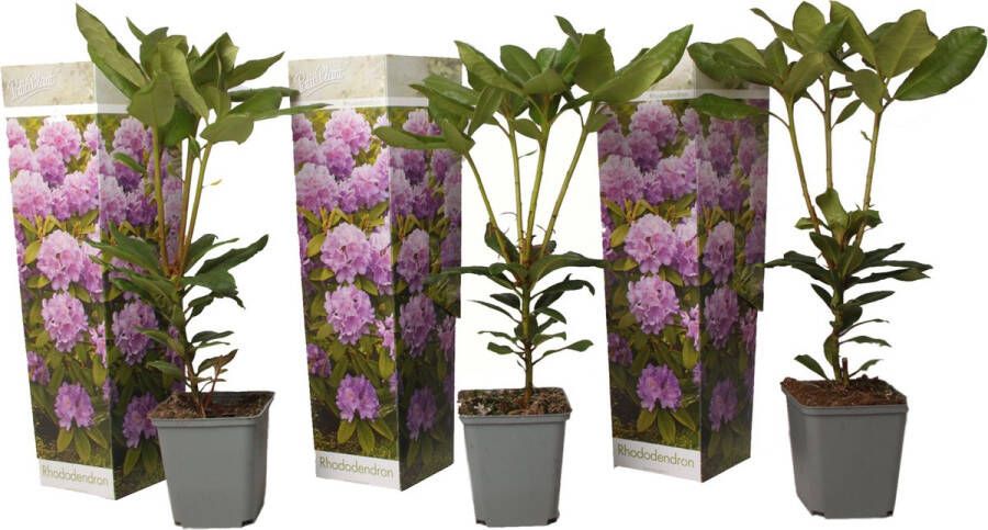 Plant In A Box Rhododendron Catawbiense purple paarse Rhodo Winterharde planten Paars Pot 9cm Hoogte 25-40cm