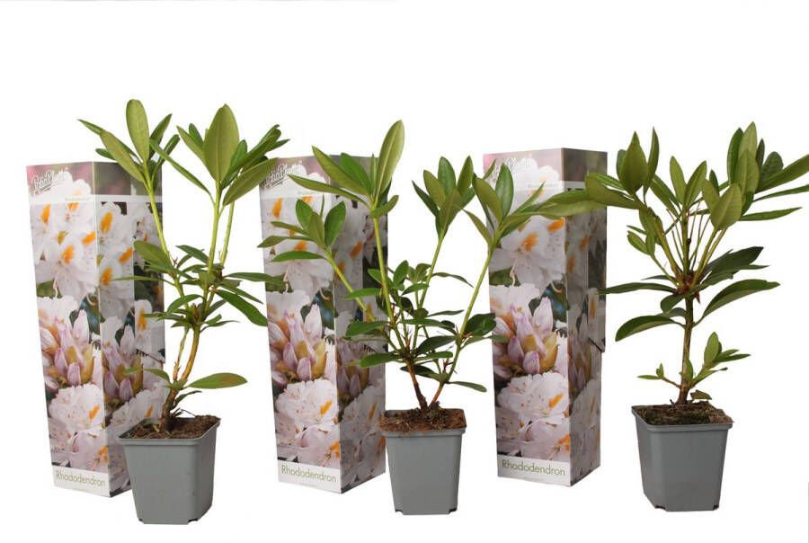 Plant In A Box Rhododendron Cunningham White Witte Rhodo Winterharde planten Wit Pot 9cm Hoogte 25-40cm