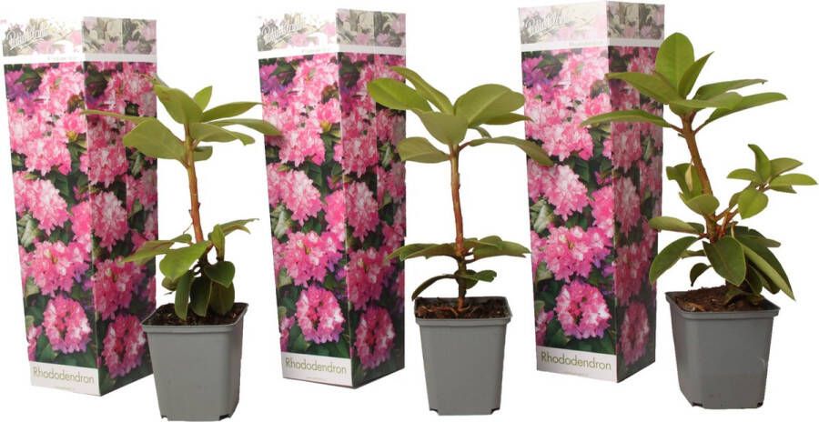 Plant In A Box Rhododendron Elegans Pink Roze Rhodo Winterharde planten Roze Pot 9cm Hoogte 25-40cm