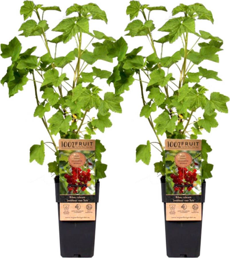 Plant In A Box Ribes rubrum 'Jonkheer van Tets' Aalbes Set van 2 Fruitstruik Rode bessen ⌀15cm Hoogte 50-60cm