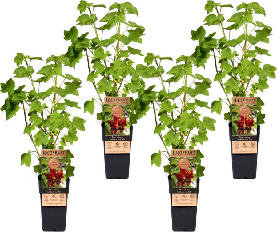 Plant In A Box Ribes rubrum 'Jonkheer van Tets' Aalbes Set van 4 Fruitstruik Rode bessen ⌀15cm Hoogte 50-60cm