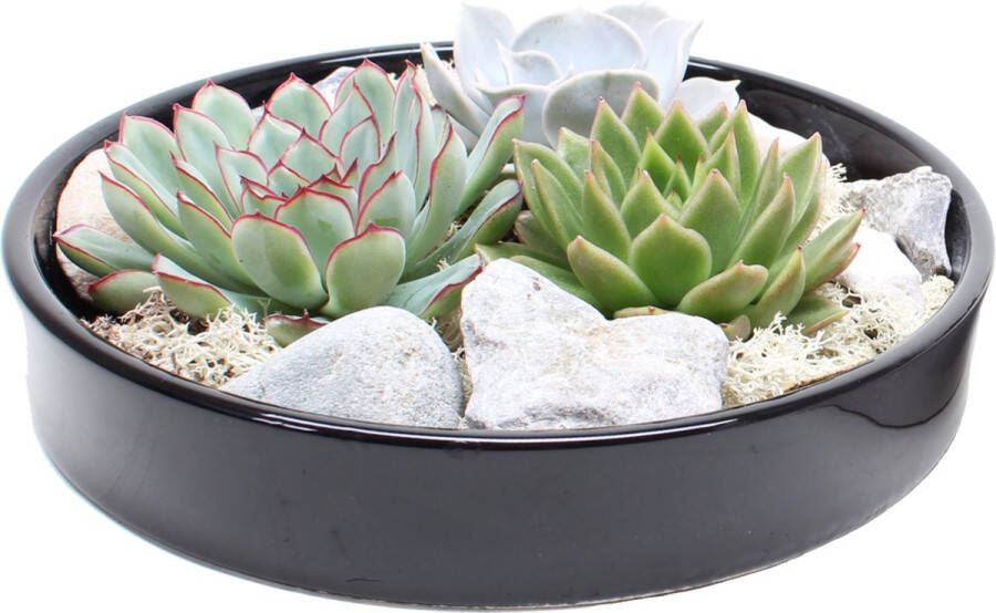 Plant In A Box Rootless Echeveria Garden Mix Black vetplanten op decoratieve schaal Zwart 20 cm