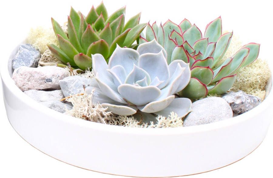 Plant In A Box Rootless Echeveria Garden Mix White vetplanten op decoratieve schaal Wit 20 cm