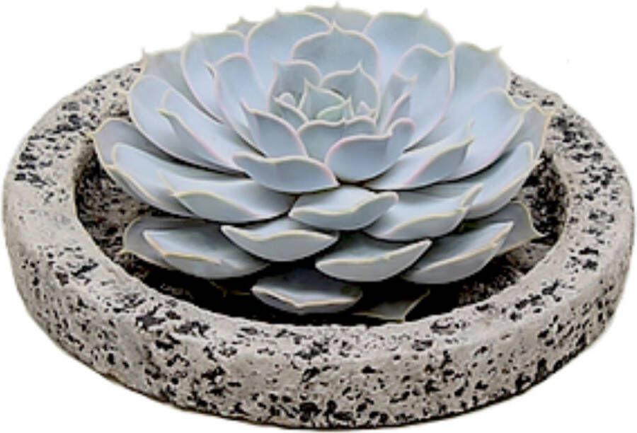 Plant In A Box Rootless Echeveria Koala Bowl vetplant succulent op decoratieve schaal Grijs 20 cm