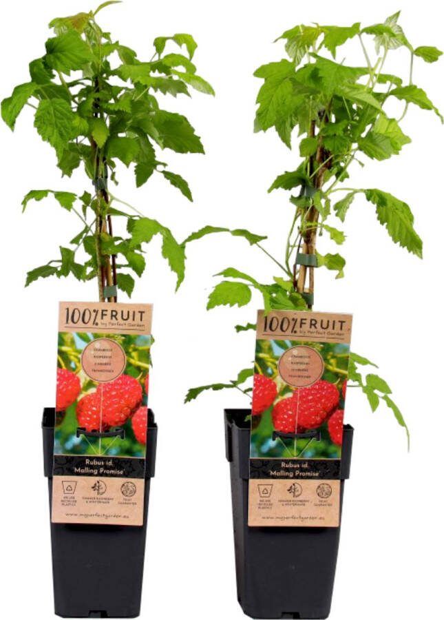 Plant In A Box Rubus idaeus 'Malling Promise' Set van 2 Framboos Fruitplanten Struik ⌀15cm Hoogte 50-60cm