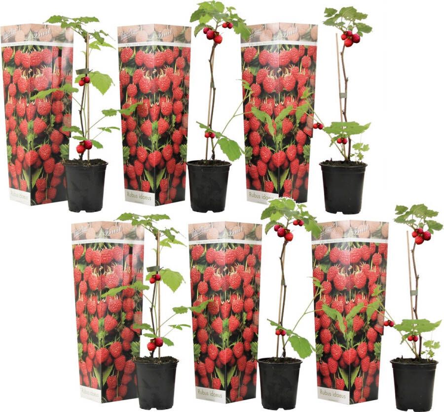 Plant In A Box Rubus ideaus 'Autumn Bliss'' Set van 6 Frambozenstruik Pot 9cm Hoogte 25-40cm