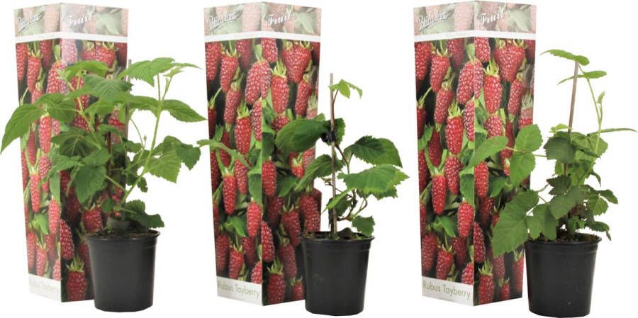 Plant In A Box Rubus 'Tayberry' Set van 3 Kruising tussen Braam en framboos Dieprode vruchten Bladverliezende tuinplant Pot 9cm Hoogte 25-40cm