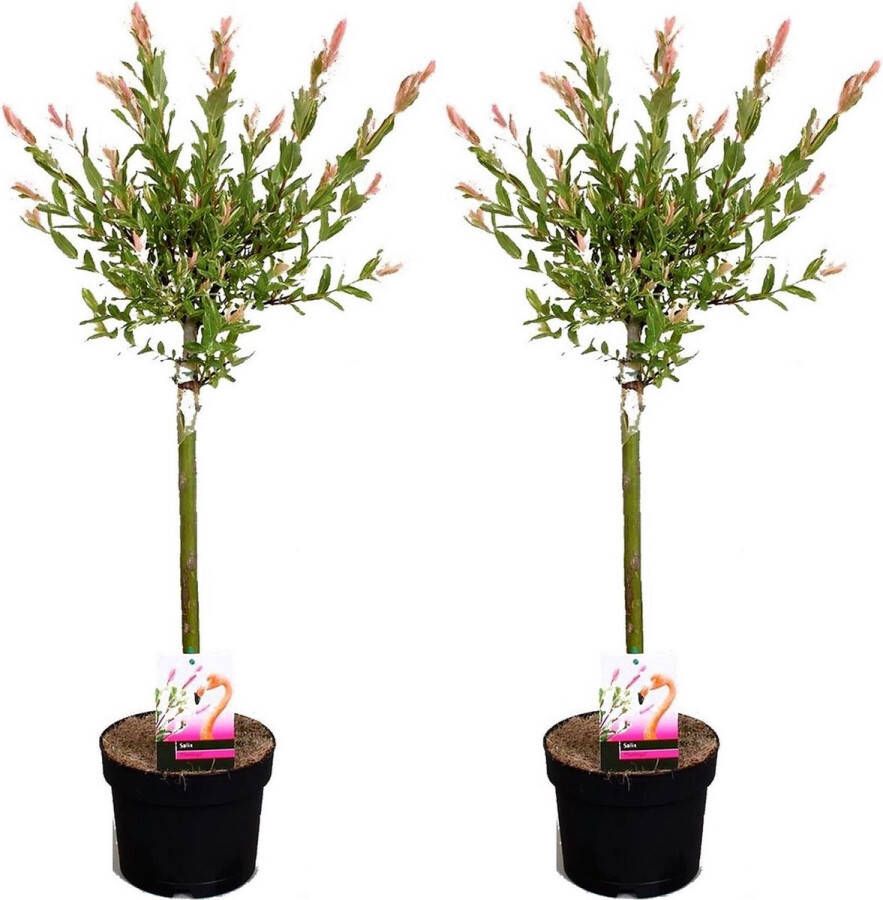 Plant In A Box Salix integra Flamingo Set van 2 Tuinplant Bonte wilg Winterhard Pot 17cm Hoogte 60-80cm