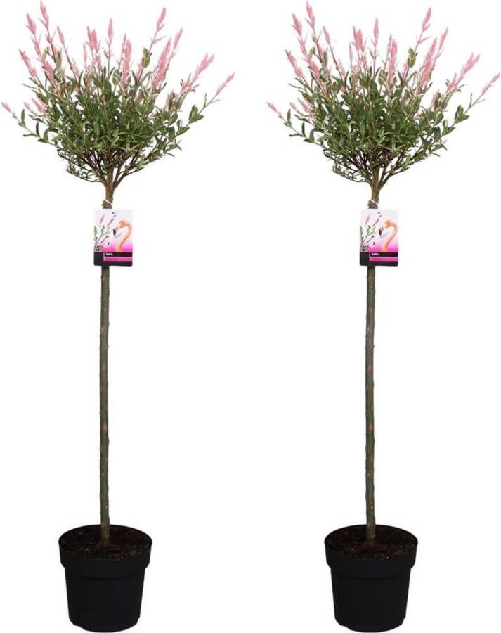 Plant In A Box Salix integra Flamingo Set van 2 Tuinplant Bonte wilg Winterhard Pot 19cm Hoogte 100-110cm