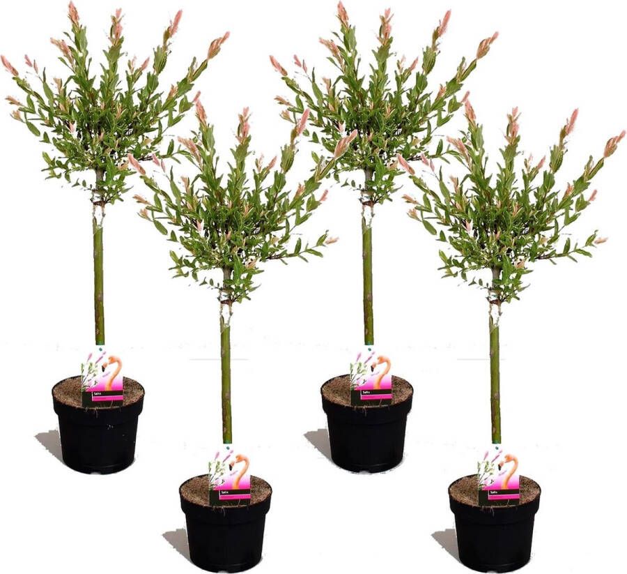 Plant In A Box Salix integra Flamingo Set van 4 Tuinplant Bonte wilg Winterhard Pot 17cm Hoogte 60-80cm