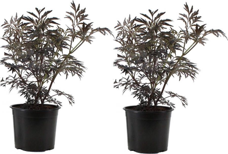 Plant In A Box Sambucus nigra 'Black Lace' Set van 2 Donkerbladerige vlierbes met prachtige roze-witte bloemen Pot 17cm Hoogte 25-40cm