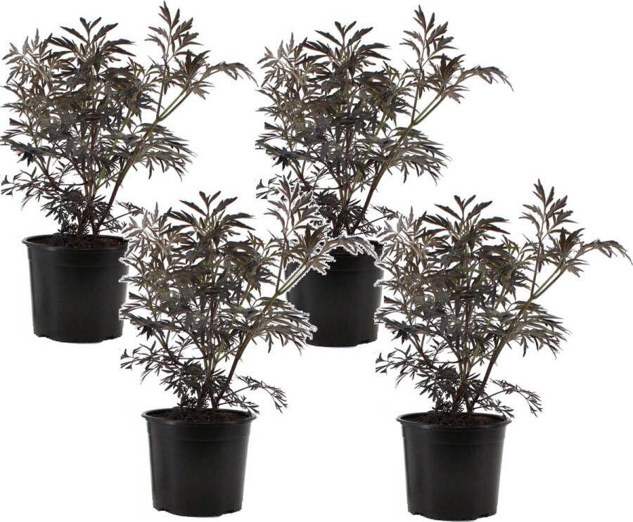 Plant in a Box Sambucus Nigra 'black Lace' Set Van 4 Pot 17cm Hoogte 25-40cm