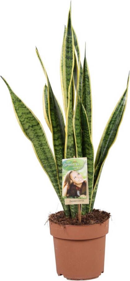 Plant In A Box Sansevieria Laurentii Makkelijke Kamerplant Vrouwentong Pot 17cm Hoogte 60-70cm