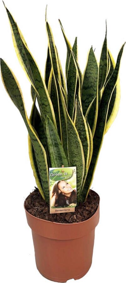 Plant In A Box Sansevieria Laurentii Makkelijke Kamerplant Vrouwentong Pot 21cm Hoogte 65-75cm