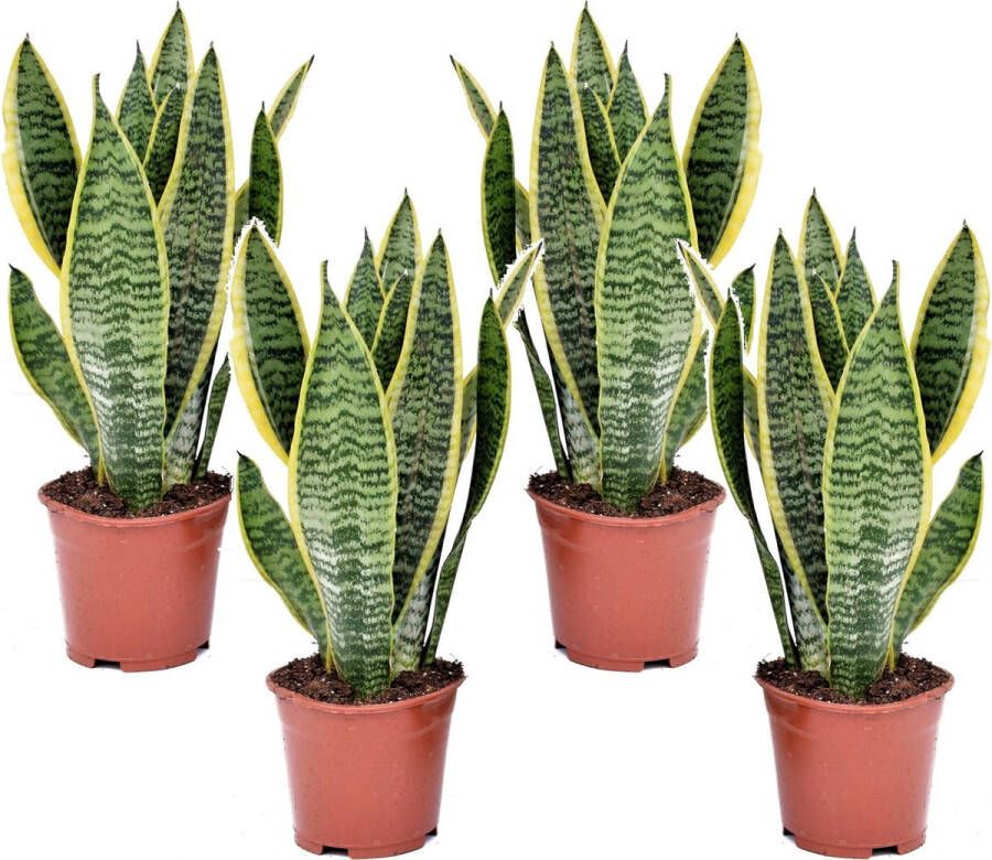 Plant In A Box Sansevieria Laurentii Set van 4 Makkelijke Kamerplant Vrouwentong Pot 12cm Hoogte 30-40cm