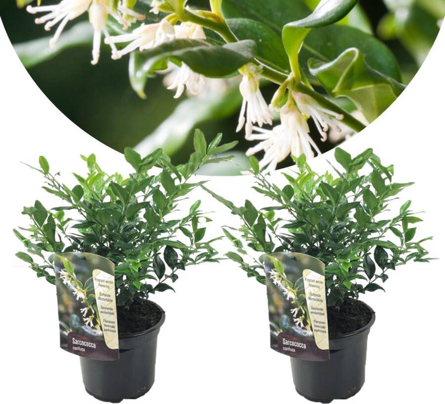 Plant In A Box Sarcococa Confusa Set van 2 Vleesbes Witte bloemen in de winter Tuinplant Pot 17cm Hoogte 30-40cm